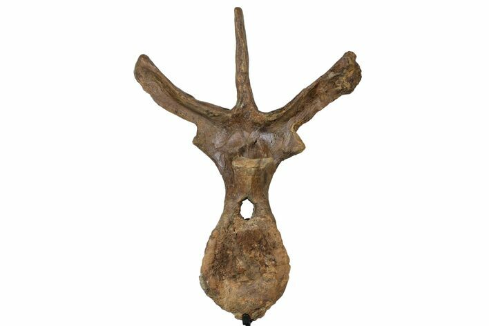 Giant, Edmontosaurus Dorsal Vertebra With Stand - North Dakota #125296